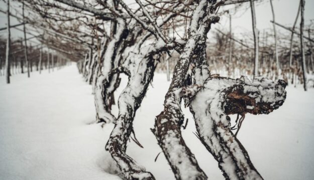 Le viti a piede franco possono aiutare ad affrontare il clima e i nuovi gusti dei consumatori