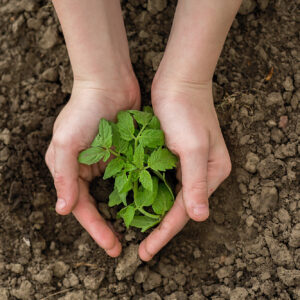 Sei &ldquo;s&igrave;&rdquo; per cambiare rotta: la roadmap di FederBio, Legambiente e Slow Food per un&rsquo;agricoltura sana