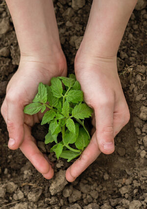 Sei &ldquo;s&igrave;&rdquo; per cambiare rotta: la roadmap di FederBio, Legambiente e Slow Food per un&rsquo;agricoltura sana