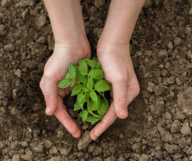 Sei &ldquo;s&igrave;&rdquo; per cambiare rotta: la roadmap di FederBio, Legambiente e Slow Food per un&rsquo;agricoltura sana