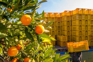 Record storico per l&rsquo;ortofrutta italiana: nel 2025 l&rsquo;export vola a 13 miliardi di euro