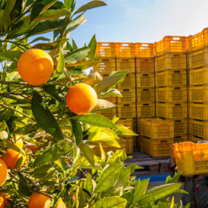 Record storico per l&rsquo;ortofrutta italiana: nel 2025 l&rsquo;export vola a 13 miliardi di euro