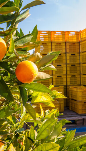 Record storico per l&rsquo;ortofrutta italiana: nel 2025 l&rsquo;export vola a 13 miliardi di euro