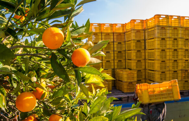 Coldiretti, EXPORT, FILIERA ITALIA, FRUIT LOGISTICA, MADE IN ITALY, ORTOFRUTTA, Non Solo Vino
