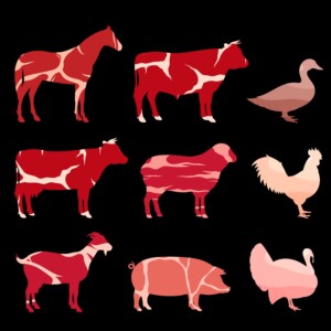 Divieto macellazione cavalli, Lav: &ldquo;riforma cambia le etichette, ma non la vita degli animali&rdquo;