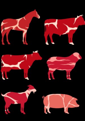 Divieto macellazione cavalli, Lav: &ldquo;riforma cambia le etichette, ma non la vita degli animali&rdquo;