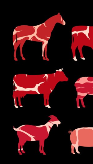 Divieto macellazione cavalli, Lav: &ldquo;riforma cambia le etichette, ma non la vita degli animali&rdquo;