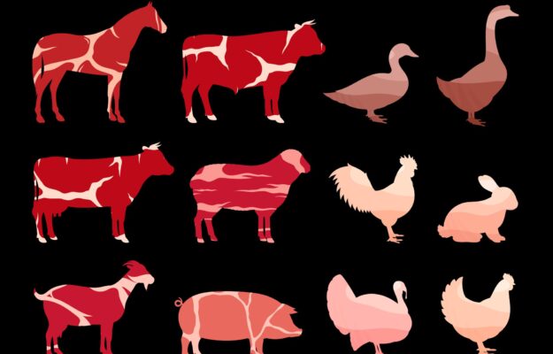 CAMERA, CAVALLI, LAV, MACELLAZIONE, Non Solo Vino