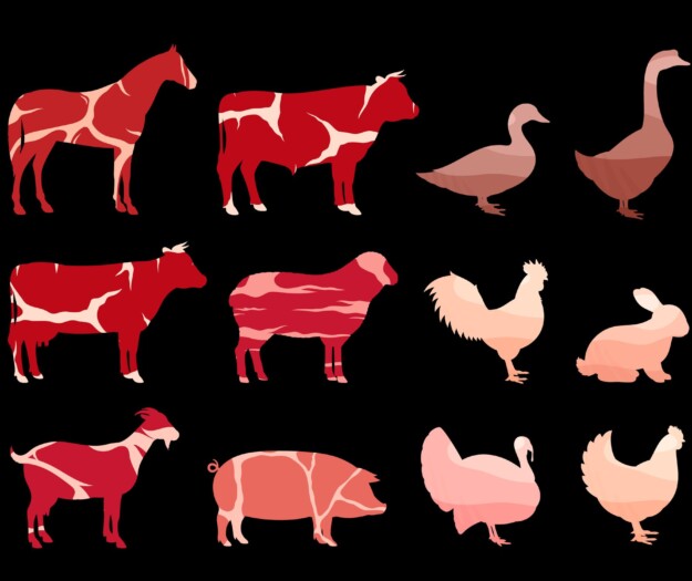 Divieto macellazione cavalli, Lav: &ldquo;riforma cambia le etichette, ma non la vita degli animali&rdquo;