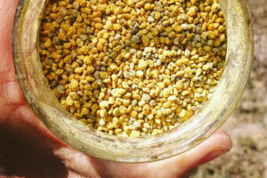 Cascina Minot, Polline di Castagno