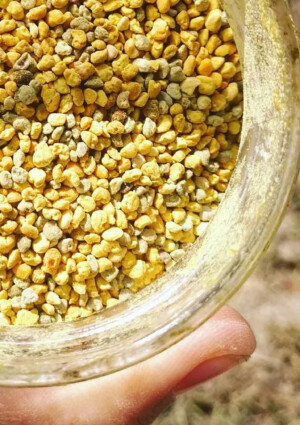 Cascina Minot, Polline di Castagno