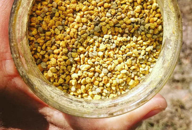 CASCINA MINOT, CUNEO, POLLINE DI CASTAGNO, La dispensa, Su i Vini di WineNews