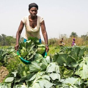 La crisi alimentare globale accelera: necessari investimenti e innovazione immediati