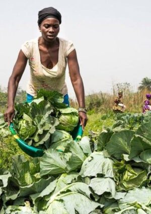 La crisi alimentare globale accelera: necessari investimenti e innovazione immediati