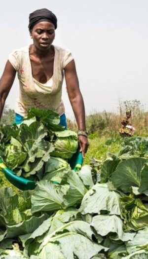 La crisi alimentare globale accelera: necessari investimenti e innovazione immediati