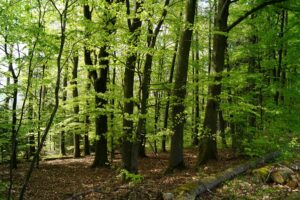 Italia, superati 1,1 milioni di ettari di superficie forestale certificata