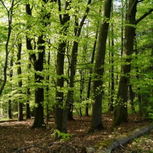 Italia, superati 1,1 milioni di ettari di superficie forestale certificata