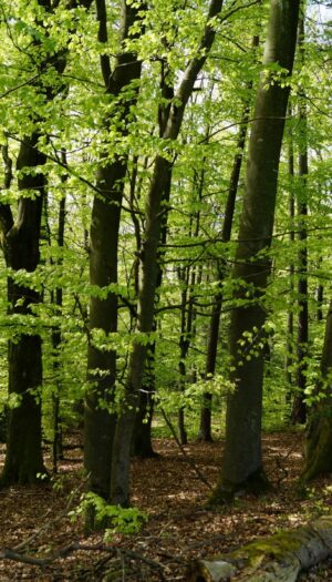 Italia, superati 1,1 milioni di ettari di superficie forestale certificata