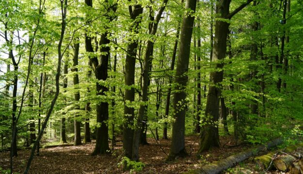 Italia, superati 1,1 milioni di ettari di superficie forestale certificata