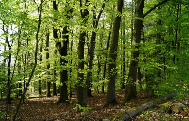 AMBIENTE, FORESTE, PEFC, Non Solo Vino