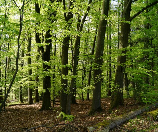 Italia, superati 1,1 milioni di ettari di superficie forestale certificata