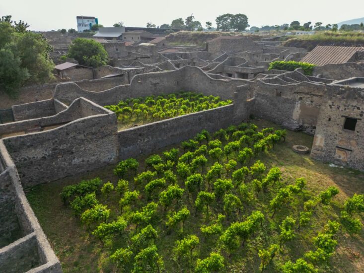 La vigna rinasce a Pompei grazie al Parco Archeologico e Gruppo Tenute Capaldo