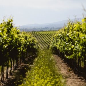 Per Gallo, gigante del vino Usa, ancora chiusure e tagli al personale: 93 i lavoratori licenziati