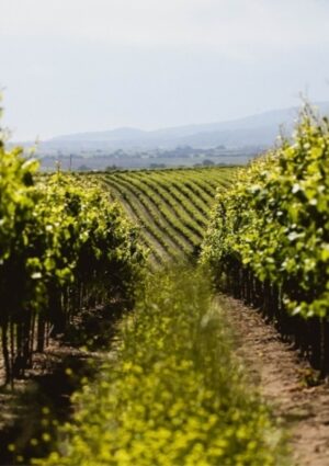 Per Gallo, gigante del vino Usa, ancora chiusure e tagli al personale: 93 i lavoratori licenziati