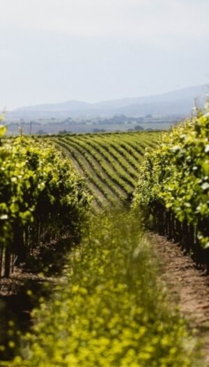 Per Gallo, gigante del vino Usa, ancora chiusure e tagli al personale: 93 i lavoratori licenziati