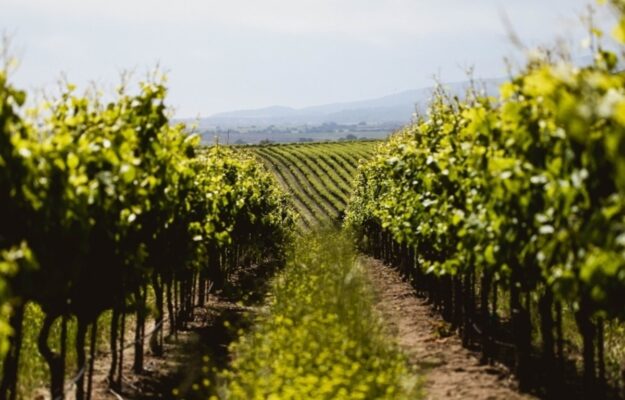 CHIUSURA, CONSUMI, GALLO, GIACENZE, LICENZIAMENTI, MERCATI, VINO USA, Mondo