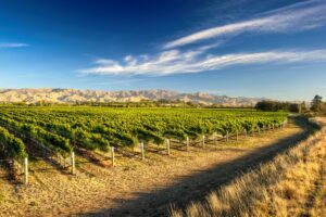 Sostenibilit&agrave;, innovazione e resilienza: l&rsquo;Oiv affronta le sfide del vino sostenendo la ricerca