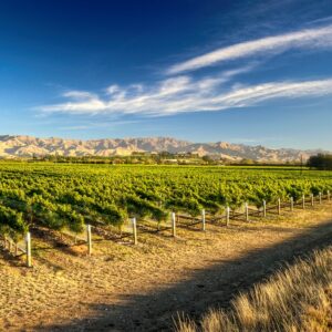 Sostenibilit&agrave;, innovazione e resilienza: l&rsquo;Oiv affronta le sfide del vino sostenendo la ricerca