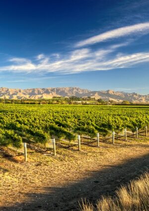 Sostenibilit&agrave;, innovazione e resilienza: l&rsquo;Oiv affronta le sfide del vino sostenendo la ricerca