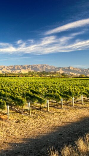 Sostenibilit&agrave;, innovazione e resilienza: l&rsquo;Oiv affronta le sfide del vino sostenendo la ricerca