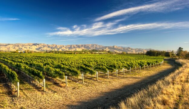 Sostenibilit&agrave;, innovazione e resilienza: l&rsquo;Oiv affronta le sfide del vino sostenendo la ricerca