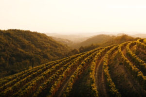 Territori, vendemmie, grappoli, brindisi e convivialit&agrave;: al via la campagna istituzionale sul vino