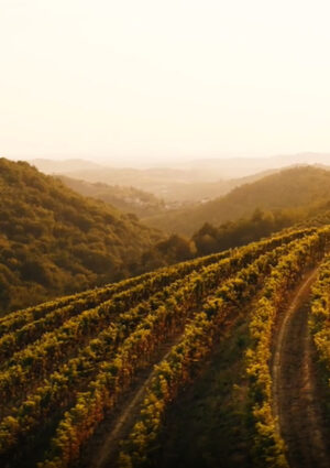 Territori, vendemmie, grappoli, brindisi e convivialit&agrave;: al via la campagna istituzionale sul vino