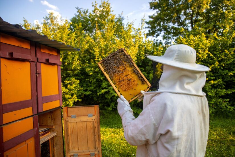 Senza le api la vita sulla Terra crollerebbe