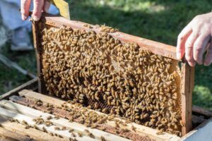 2026, boom dell&rsquo;apiturismo: tra alveari e natura il Belpaese guida il turismo rigenerativo