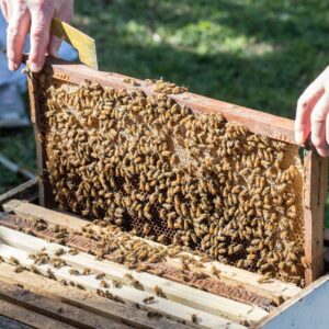 2026, boom dell&rsquo;apiturismo: tra alveari e natura il Belpaese guida il turismo rigenerativo