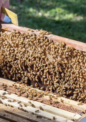 2026, boom dell&rsquo;apiturismo: tra alveari e natura il Belpaese guida il turismo rigenerativo