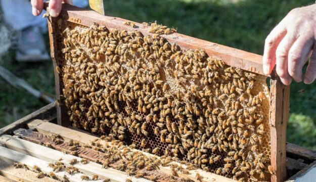 2026, boom dell&rsquo;apiturismo: tra alveari e natura il Belpaese guida il turismo rigenerativo