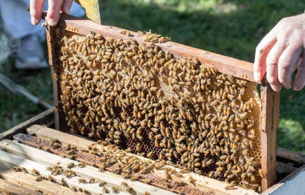 API, APICOLTURA, APITURISMO, turismo rigenerativo, UNICUSANO, Non Solo Vino