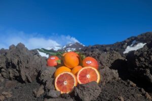 Arancia Rossa di Sicilia, il Consorzio chiede interventi urgenti contro una crisi senza precedenti