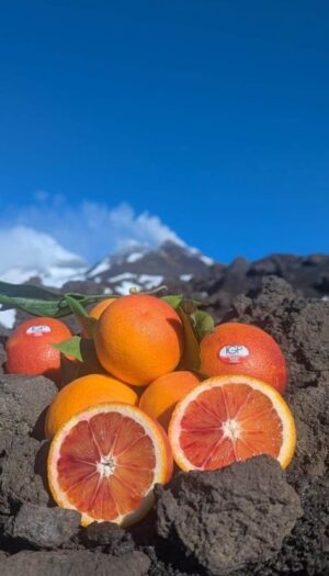 Arancia Rossa di Sicilia, il Consorzio chiede interventi urgenti contro una crisi senza precedenti