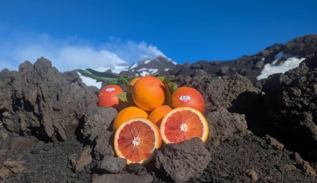 Arancia Rossa di Sicilia, il Consorzio chiede interventi urgenti contro una crisi senza precedenti