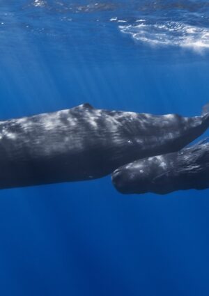 Se il vino aiuta il mare e la biodiversit&agrave;: nasce il progetto &ldquo;7 Dee per 7 Capodogli&rdquo;