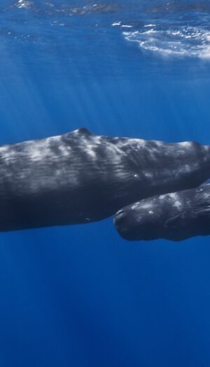 Se il vino aiuta il mare e la biodiversit&agrave;: nasce il progetto &ldquo;7 Dee per 7 Capodogli&rdquo;