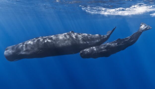Se il vino aiuta il mare e la biodiversit&agrave;: nasce il progetto &ldquo;7 Dee per 7 Capodogli&rdquo;