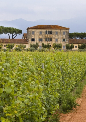 &ldquo;Chardonnay du Monde&rdquo;, nella &ldquo;Top 10&rdquo; del concorso enologico c&rsquo;&egrave; l&rsquo;Italia con Casale del Giglio